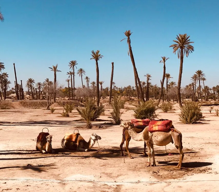 A camel ride through the Palmeraie in Marrakech