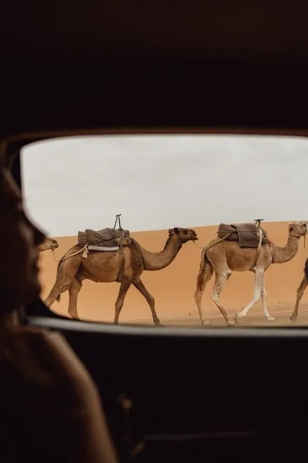 Camel trek through the golden dunes of the Sahara Desert